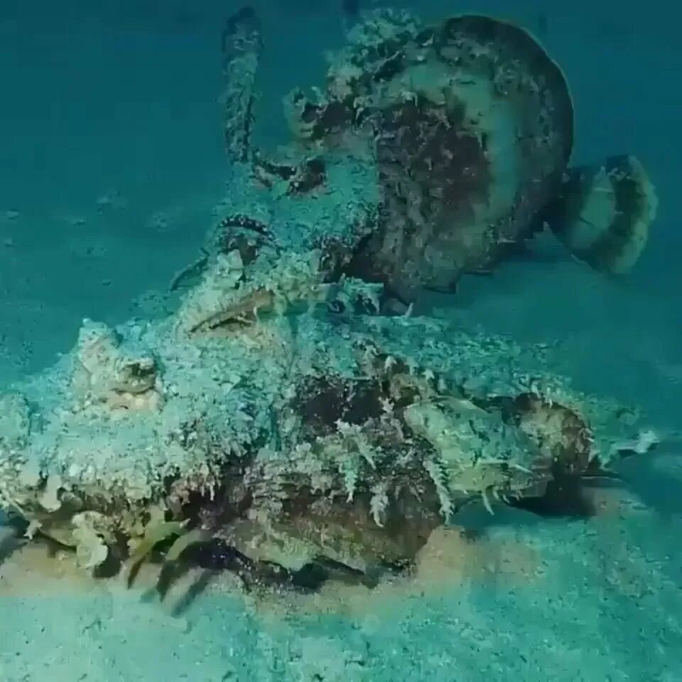 Подводный музей Джейсона де Кайрес Тейлора. Странные существа в океане. Страшные морские обитатели.