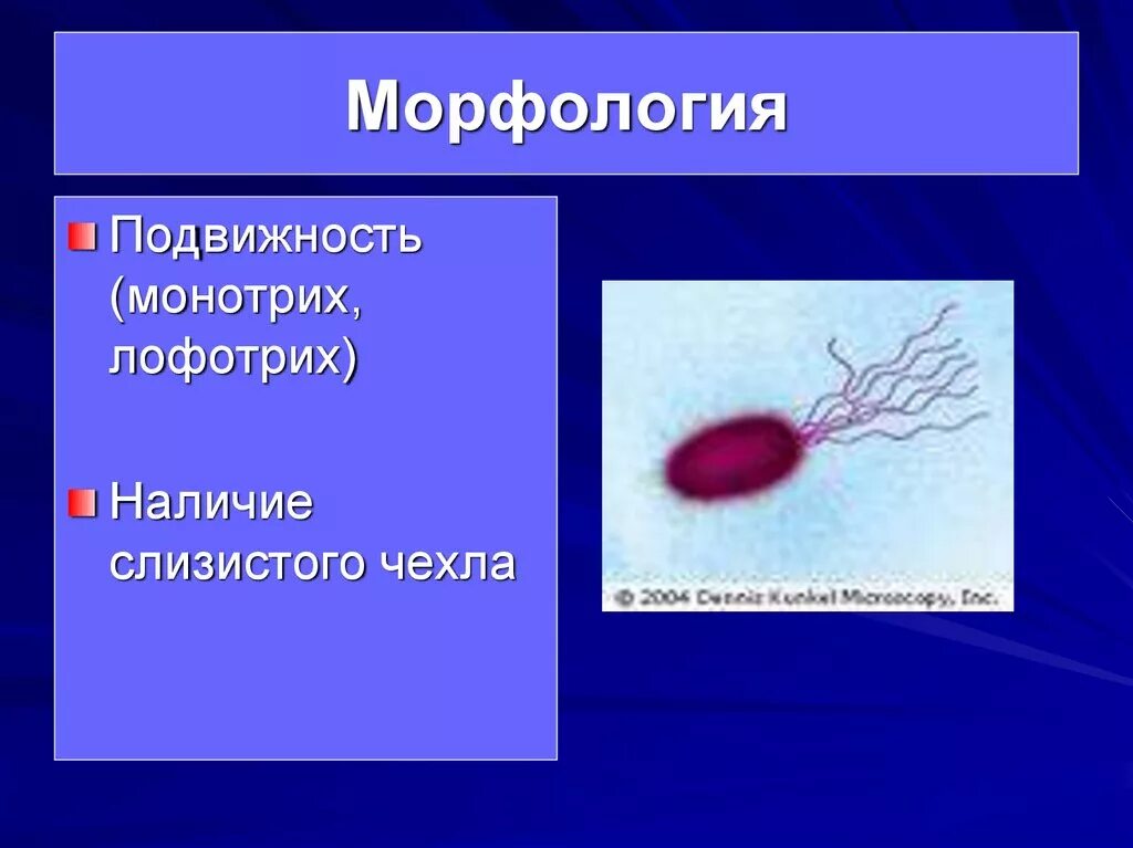 Лофотрихи. Монотрих лофотрих. Монополярный монотрих морфология. Лофотрих морфология. Монотрихи примеры.