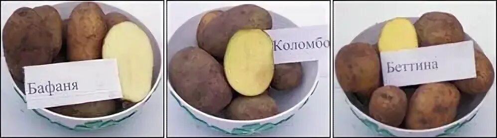 Картофель коломбо фото отзывы