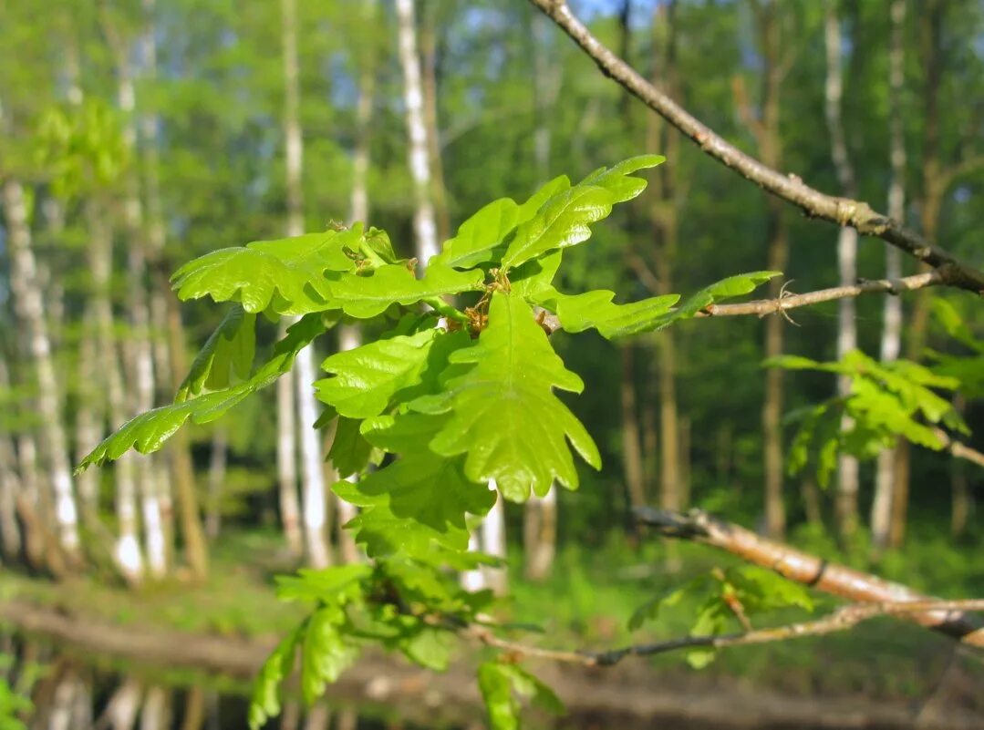 Менее дубовый. Quercus cerris 'marmorata'. Менее дубовый. Листья молодого дуба. Quercus petraea.