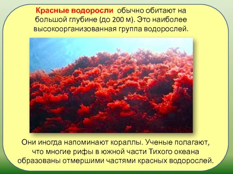 Почему водоросли красные. Красные водоросли обитают. Местообитание красных водорослей. Красные водоросли на глубине. Красные водоросли красные водоросли.