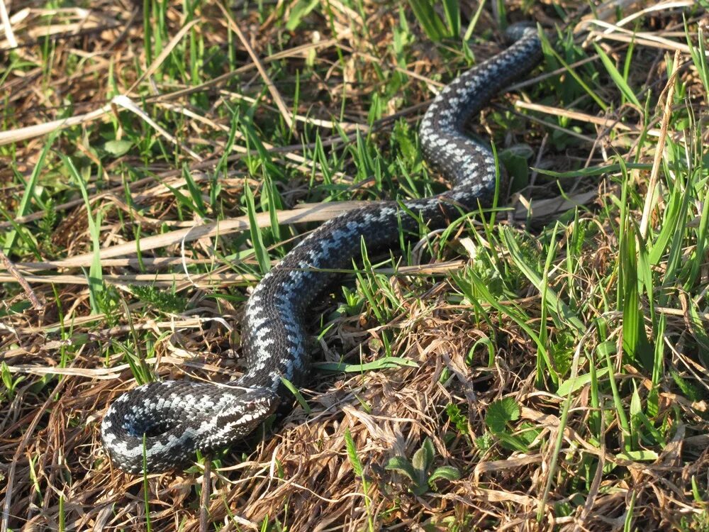 Гадюки в природе. Обыкновенная гадюка (Vipera berus). Гадюка обыкновенная голубая. Уж гадюка щитомордник гадюка. Обыкновенная гадюка - Vipera berus (Linnaeus, 1758).