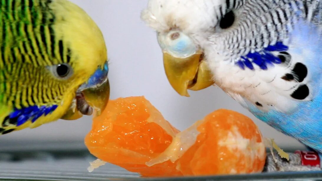 Попугай чего есть корм. Волнистый попугайчик. Корм для волнистых попугайчиков. Оранжевый волнистый попугайчик. Волнистый попугай Гоша.