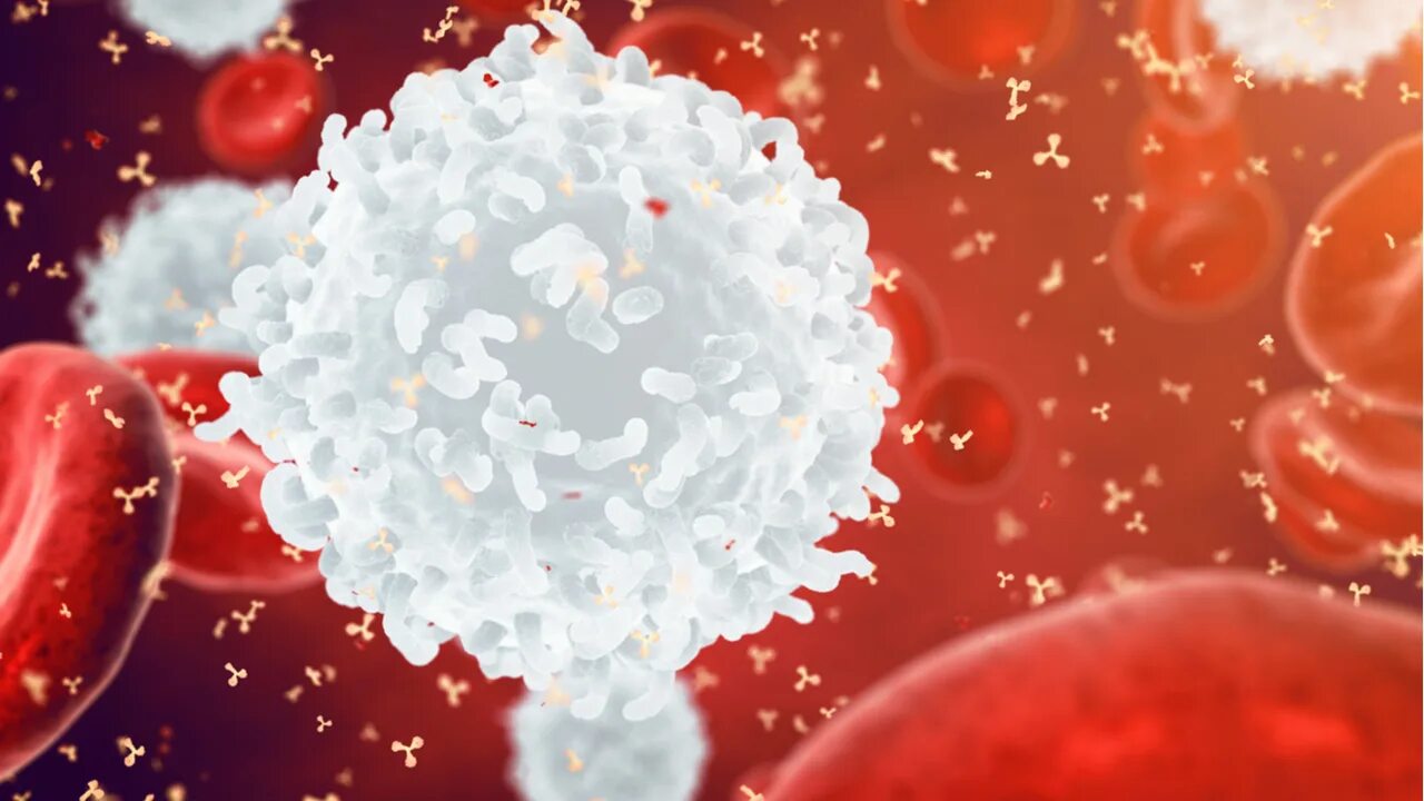 Белые кровяные клетки. Лейкоциты картинки. Лейкоциты это. Лейкоциты белые клетки крови. Иммунные белки крови
