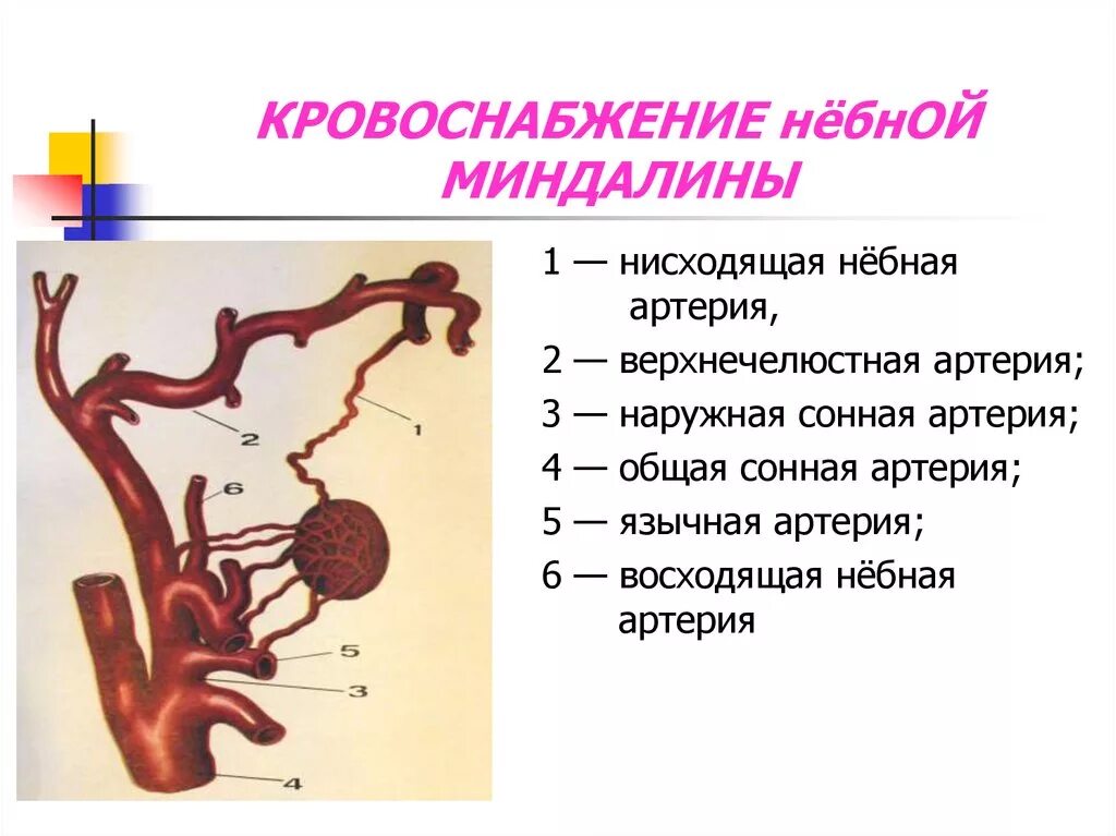Иннервация миндалин. Кровообращение небной миндалины. Иннервация миндалин. Кровоснабжение и иннервация глотки. Кровоснабжение глоточной миндалины.