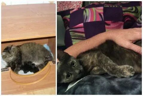 Как узнать что кошке скоро рожать