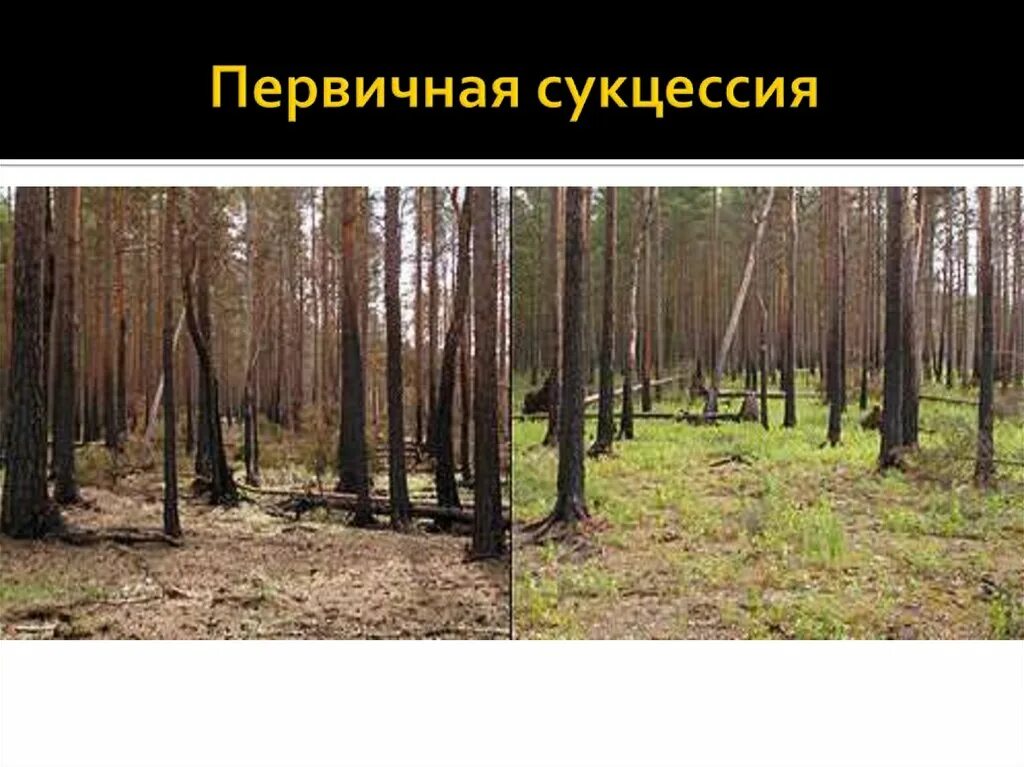 Восстановление елового леса после пожара. Восстановление леса после пожара. Вторичная сукцессия леса. Восстановление леса после лесного пожара.