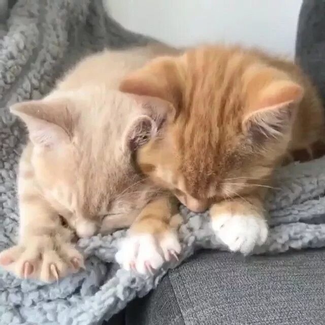 Почему коты мнут лапами и мурлыкают