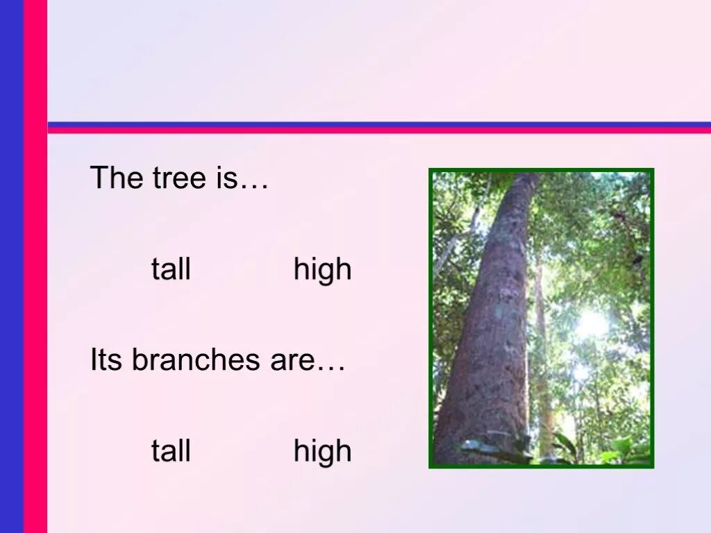 High Tall упражнения. High или Tall. Tall High разница. Tree Tall или High.