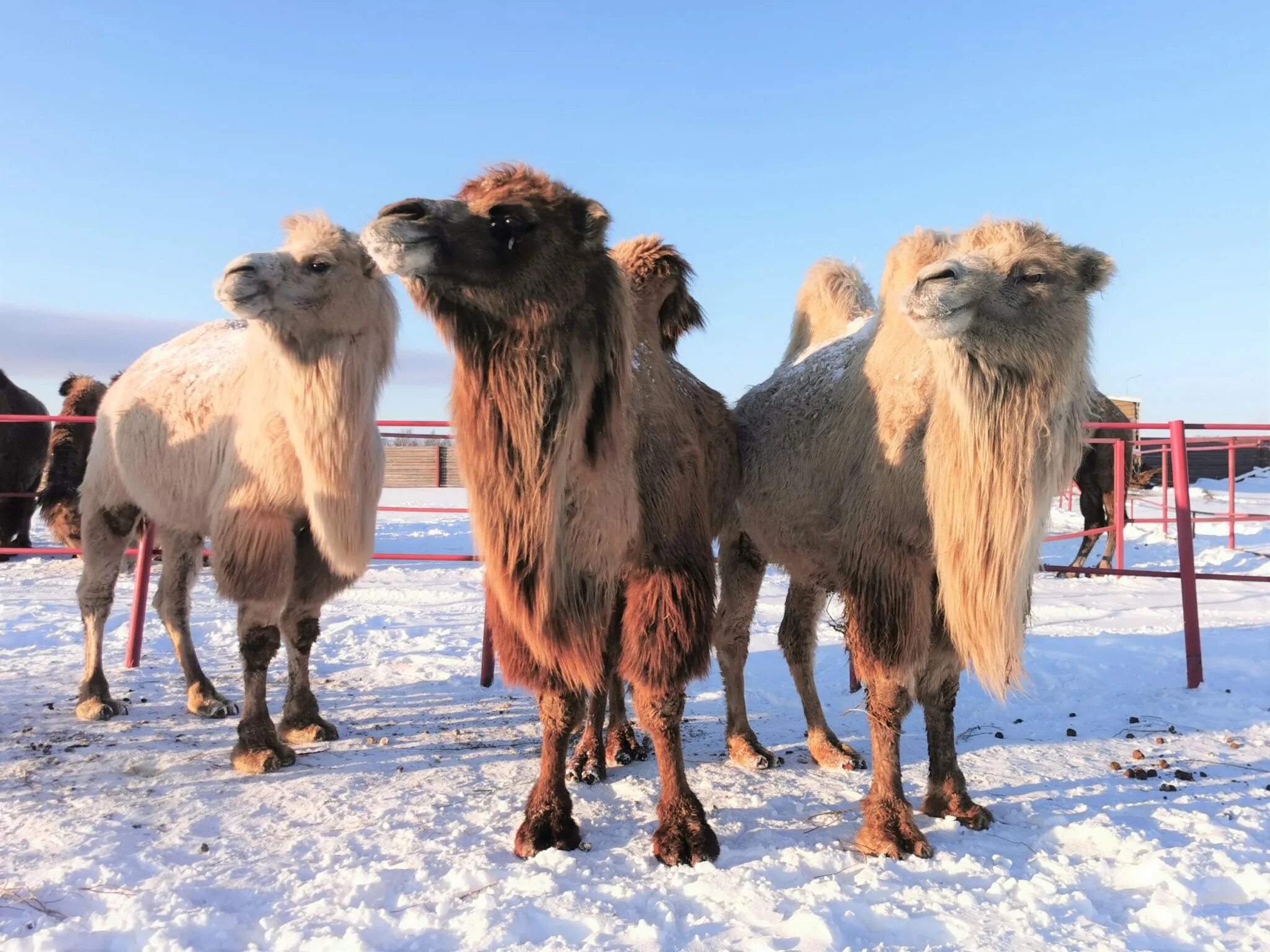 Королевская верблюжья ферма. Верблюжья ферма. Этнопарк кочевник верблюды. Верблюжья ферма. Верблюжья ферма.