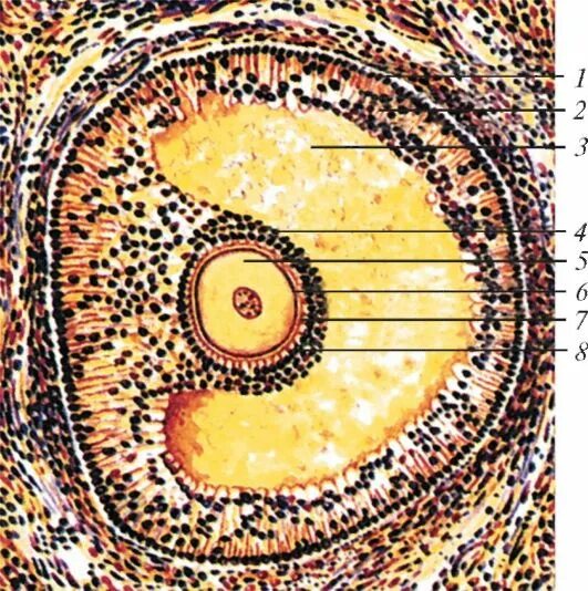 3 5 фолликулов в яичнике. Граафов пузырек строение. Третичный фолликул гистология. Строение граафова пузырька. Граафов пузырек гистология.