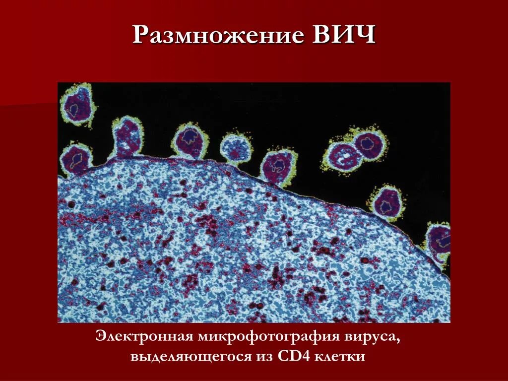 Размножение ВИЧ. Размножение вируса ВИС. Размножение вирусов ВИЧ. Клетка ВИЧ.