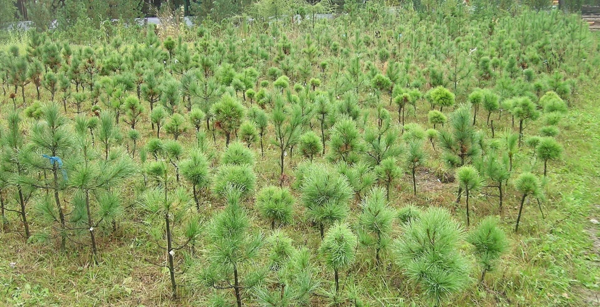 Кедр в подмосковье. Лесосеменная плантация сосна кедровая. орехоплодные плантации плантации кедра сибирского. клоновые лесосеменные плантации. лесосеменная плантация сосны обыкновенной.