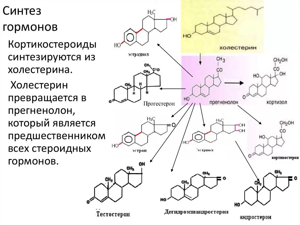 Участвуют в синтезе гормонов. Схема синтеза кортикостероидов гормонов. Схема синтеза половых гормонов из холестерина. Схема синтеза стероидных гормонов. Синтез гормонов надпочечников биохимия.