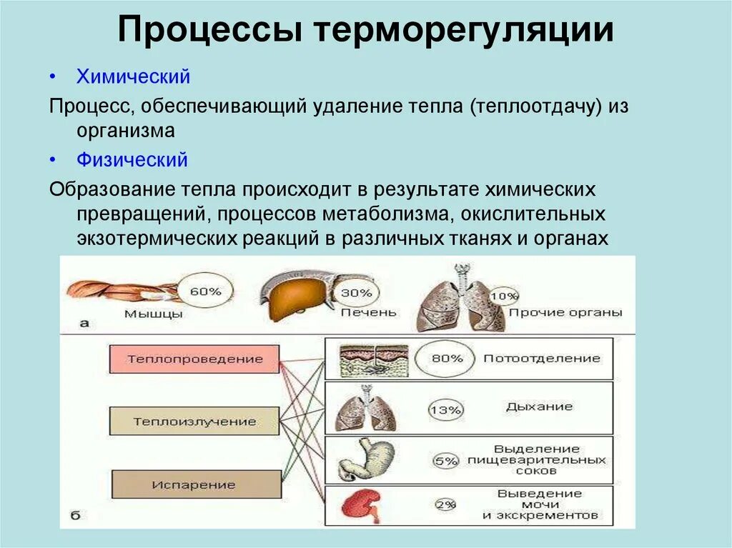 Процессы терморегуляции. Процесс терморегуляции организма. Процессы теплопродукции. Физические процессы терморегуляции тела.