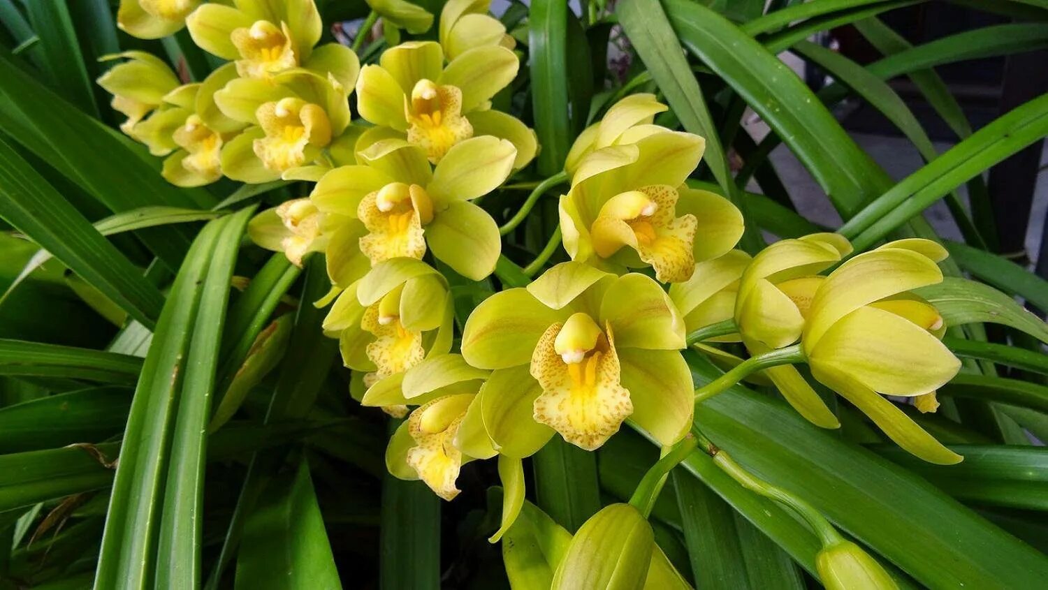 Орхидея цимбидиум как ухаживать. Орхидея Цимбидиум. Фаленопсис Цимбидиум. Цимбидиум жёлтый. Орхидея Цимбидиум фисташковая.