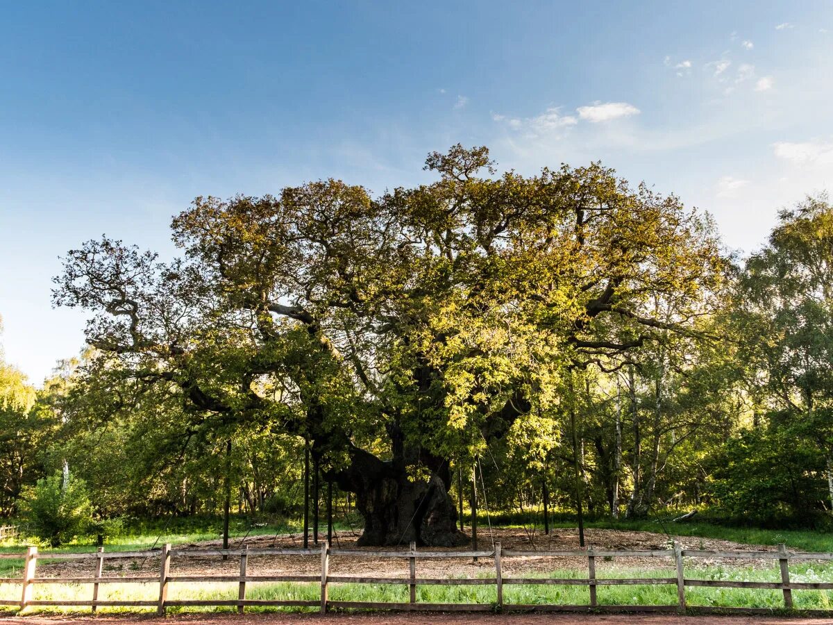 дерево года в европе. дерево года в европе. деревья европы. моравская словакия. деревья в хорватии.