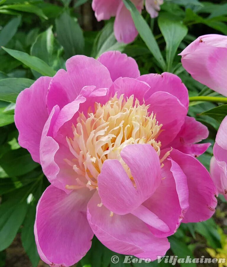 Пион paeonia lactiflora. Klehm (klehm, 2000г. Каталог пионов. Букет 15 пионов. Пион itoh hillary.