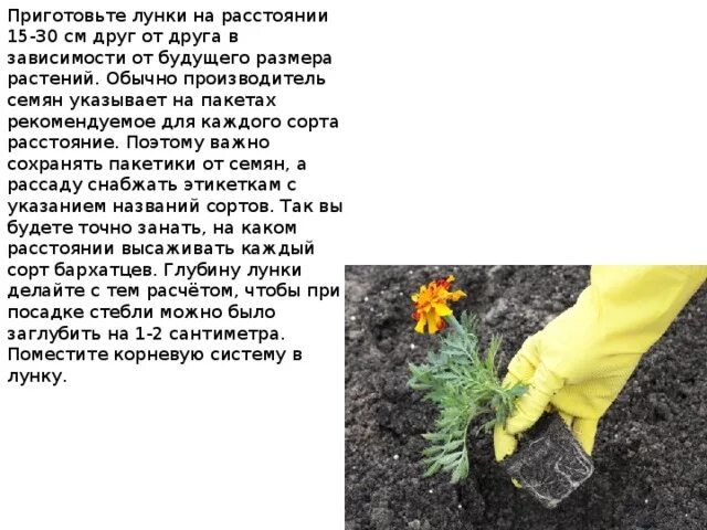 На каком расстоянии сажают бархатцы в грунт. Схема высадки бархатцев в грунт. бархатцы корневая система. бархатцы схема посадки в открытый грунт. схема посадки бархатцев на клумбе.