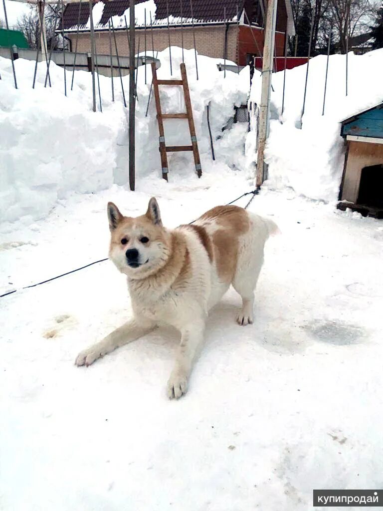 Потерялась чихуахуа крым. Собаки алексин. Собаки алексин. Собаки алексин. Собаки алексин.