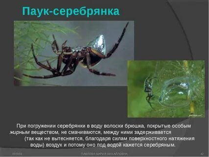 Паук серебрянка развитие с метаморфозом или прямое