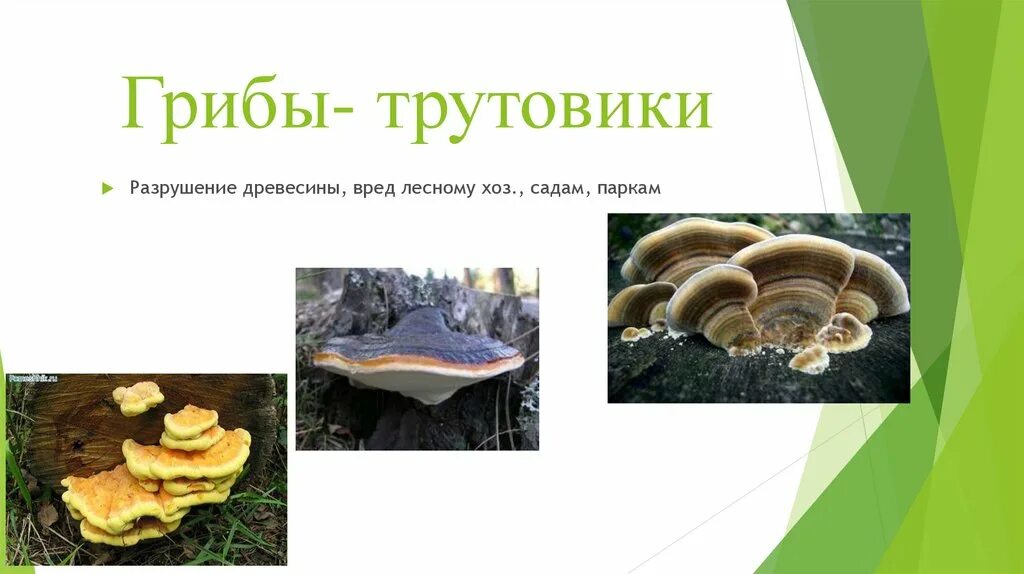 Трутовик сообщение. Грибы трутовики биология 5 класс. трутовик гриб биология. трутовик гриб паразит. гриб трутовик царство.