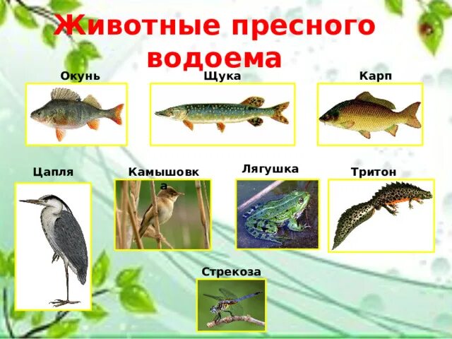 Какие животные пресных водоемов. Животные пресных водоемов. картинки обитателей пресных водоемов. обитатели мелких пресных водоемов. природное сообщество водоем.