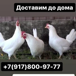 Порода кур декабрь