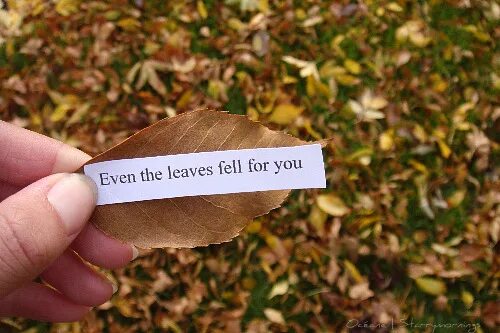 Pick up leaves. Fell for you. Лов лист. Leaf lover. Лист я люблю.