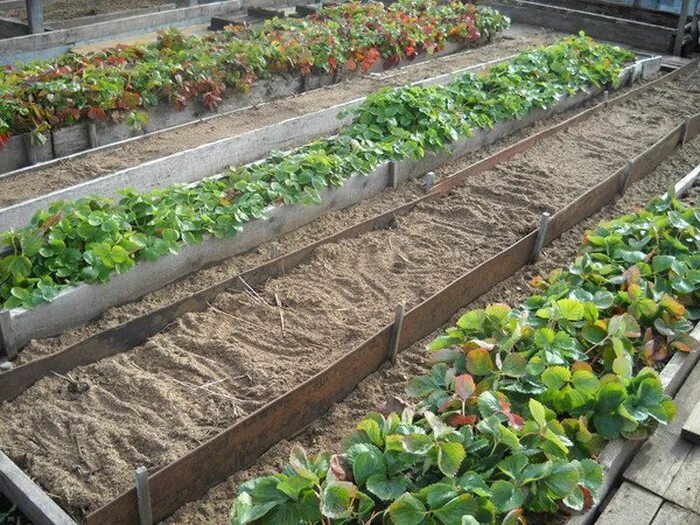 Высокие деревянные грядки. Обордюренные грядки. Грядка оцинкованная 1х2м. С 1 грядки. Высокие грядки из досок.