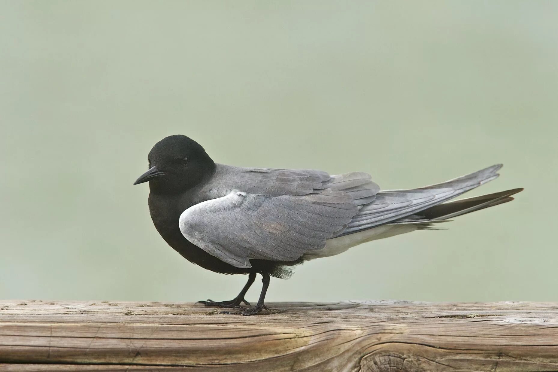 Black tern. Птица и терн. птицы северной карелии. птицы черного цвета. elegant tern bird.