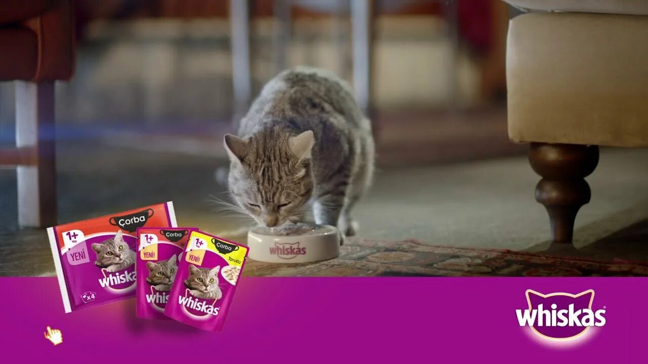 Кот с рекламы вискас. Видео вискаса. Whiskas подарок для котенка. Вискас блоггер. Вискас эмблема.