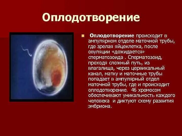 Происходит это обычно в самый. Оплодотворение происходит в. Оплодотворение яйцеклетки. Оплодотворение в норме происходит в. Оплодотворение происходит в ампулярном отделе маточной трубы..