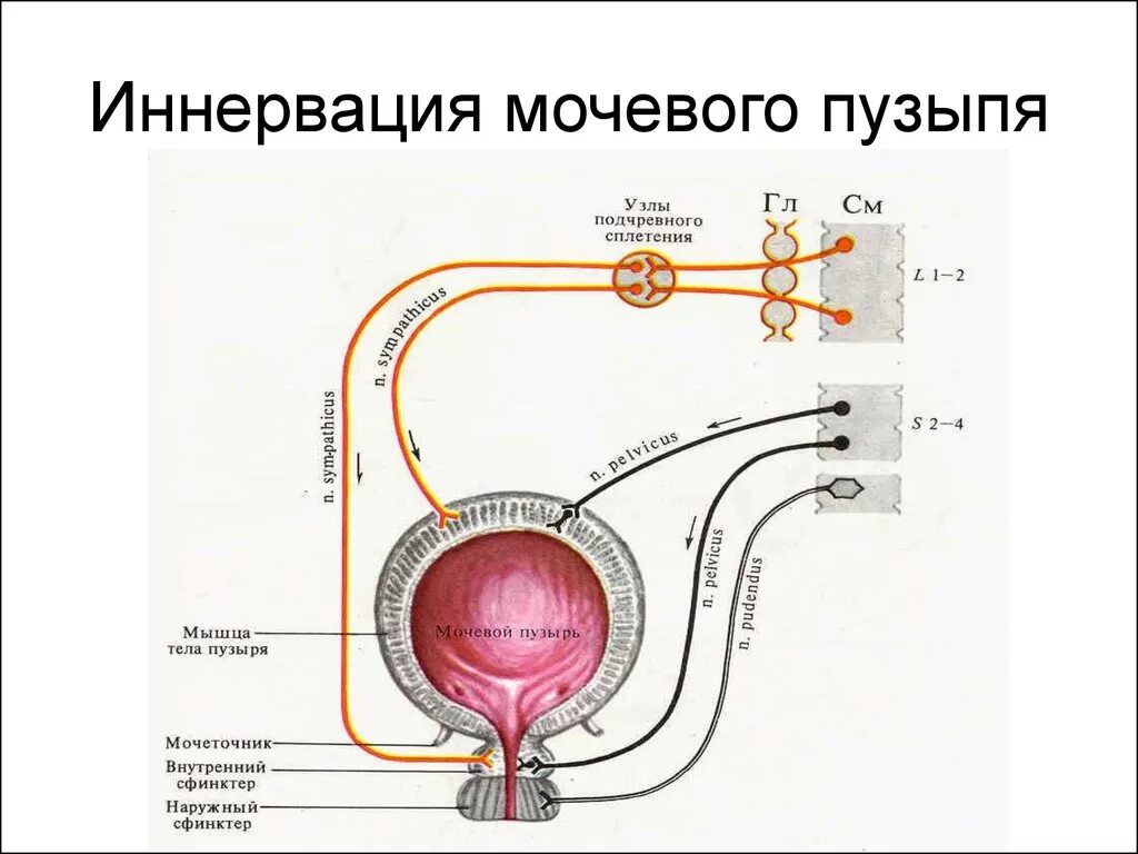 Раскройте механизмы регуляции мочеиспускания. Иннервация мочевого пузыря схема. Схема вегетативной иннервации мочевого пузыря. Вегетативная иннервация мочевого пузыря неврология. Рефлекторная дуга мочевого пузыря.