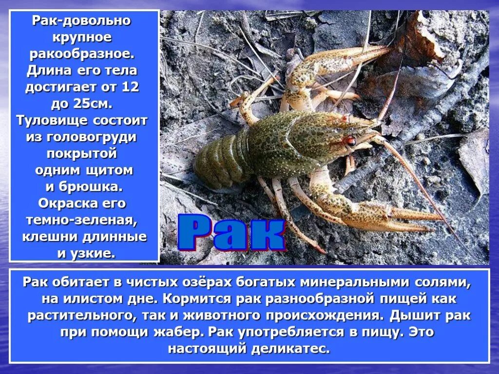 Рака краткое содержание. Доклад: "обитатели водоема". Сообщение о речных обитателях. Пресноводные ракообразные. Ракообразные в водоемах.