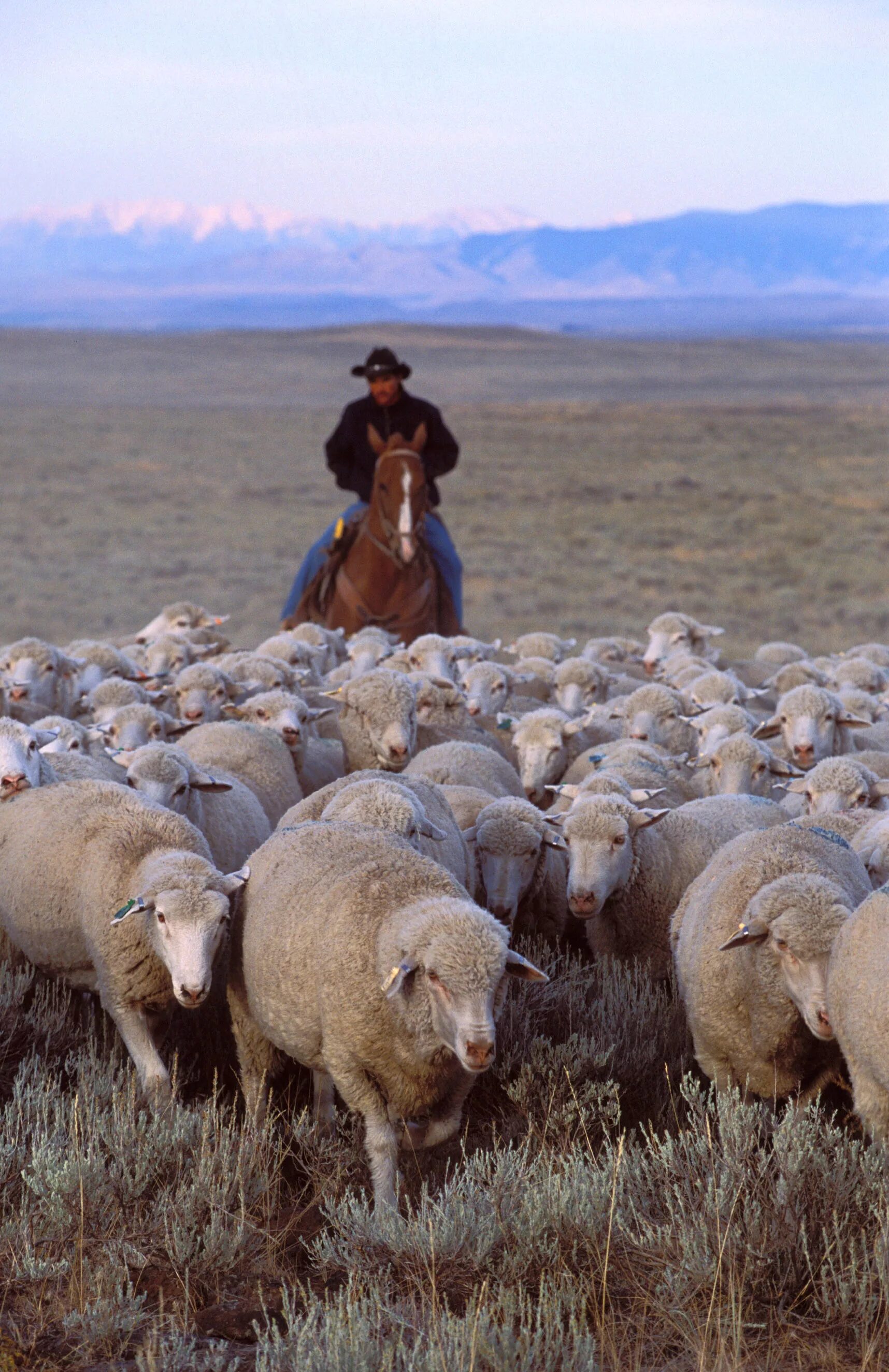 Пастухи гонят стадо. Тувинская короткожирнохвостая порода овец. Баран Тыва. Отара овец. Бараны стадо.