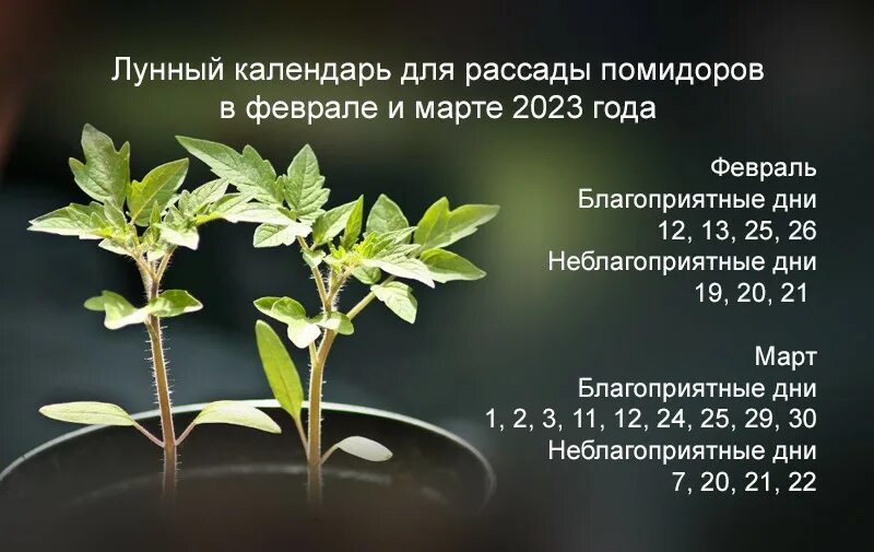 Благоприятные дни для рассады 2023. Благоприятные дни для посадки рассады в 2023. Благоприятные дни для рассады в феврале. Дни посадки рассады в феврале. Лунный календарь посева на март 24