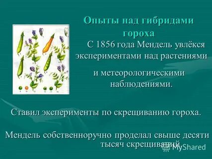 Эксперимент с горохом