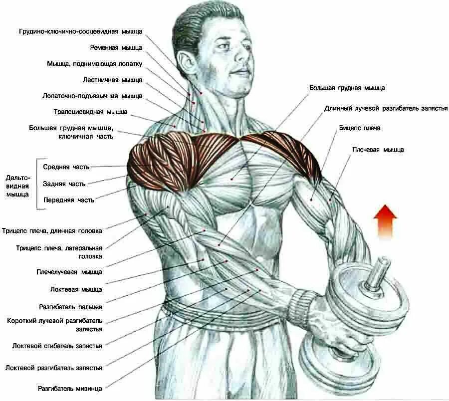 Накачать грудные гантелями. Подъем гантелей перед собой передняя Дельта. Передняя Дельта с гантелями. Упражнения для прокачки мышц плеча. Занятия для дельтовидной мышцы плеча.