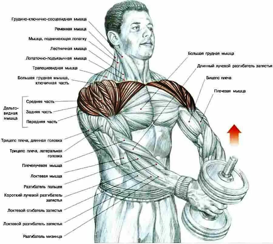 Как правильно гантели плечи