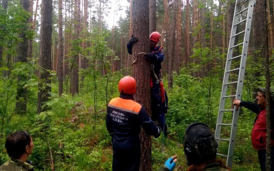 Дерево спасатель. Парашют застрял на деревьях. парашютист застрял на дереве. лестницы в лесу сша поисково спасательная служба. парашютисты спасают лес.