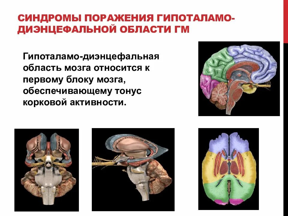 Диэнцефальные отделы головного мозга. Диэнцефальные синдромы. Диэнфициальные структуры мозга. Энцефальные отделы мозга это.