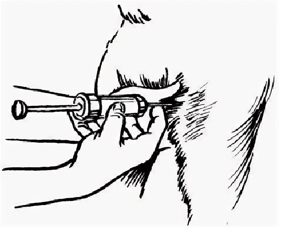 Как правильно колоть железо. Укол собаке внутримышечно схема. Техника введения внутримышечной инъекции собаке. Сделать укол собаке внутримышечно. Место укола собаке внутримышечно.