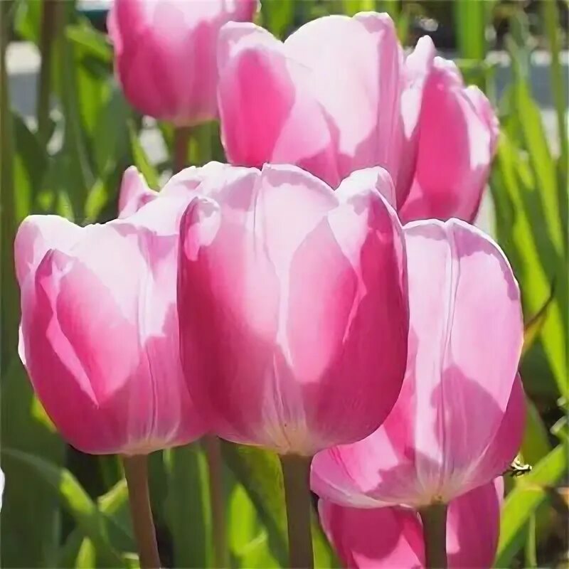 Aafke тюльпан фото Тюльпан Аафке 5 шт. - Garden Seeds Market Бесплатная доставка