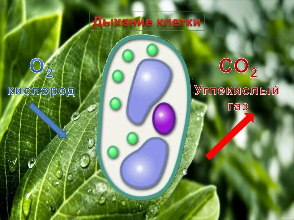 Живые клетки дышат. Дыхание клетки. Дыхание клетки растений. Растения и кислород.