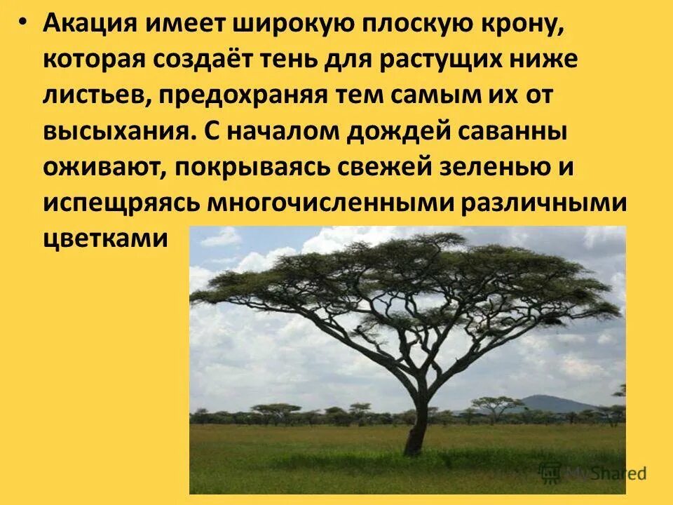 Какие растения в африке. Баобаб описание растения. Растения африки описание. Животные и растения африки. Сообщение на тему растения африки.