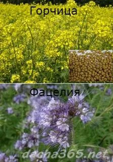 Фацелия или горчица как сидерат
