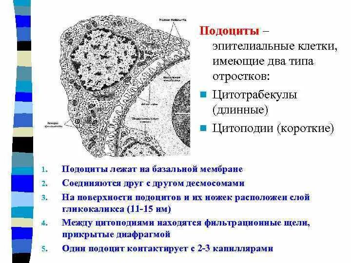 Фильтрационный барьер нефрона. Подоцит строение. Функция подоцитов почки. Подоциты. Подоциты.