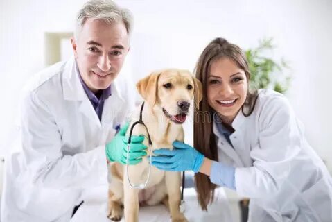 Helen is a vet use