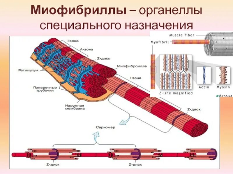 Миофибриллы состоят из. Органеллы миофибриллы. Миофибриллы органоиды специального назначения ткани. Миофибриллы органеллы клеток. Саркомер миофибриллы.